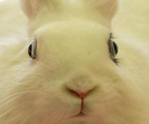 yapboz Baş beyaz tavşan